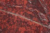 Polished Snakeskin Jasper Slab - Western Australia #221503-1